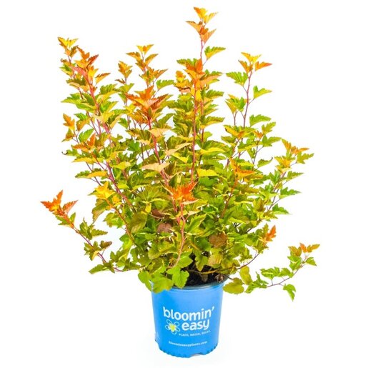 Physocarpus opulifolius Savannah Sunset Ninebark | SiteOne US